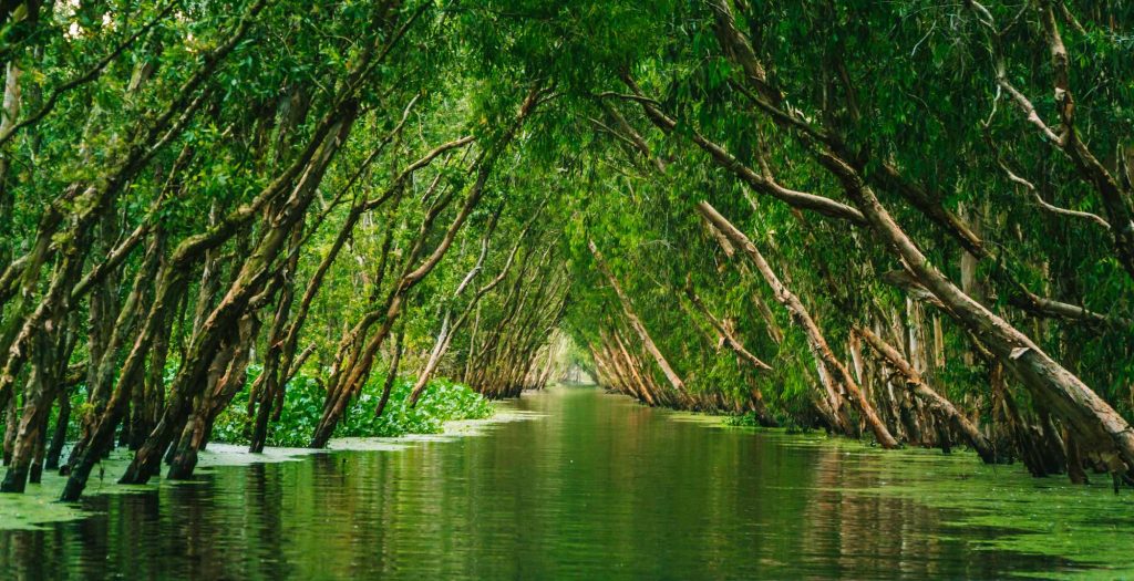 Tra Su mangrove — leaning melaleuca trees reflected in still flooded-forest water, near Chau Doc