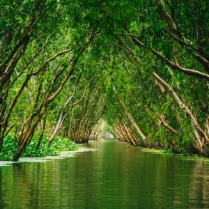Tra Su mangrove — leaning melaleuca trees reflected in still flooded-forest water, near Chau Doc