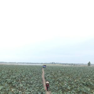 the flooded Tra Su mangrove forest — Cần Thơ – An Giang Adventure, mekongtodo real Mekong Delta tour