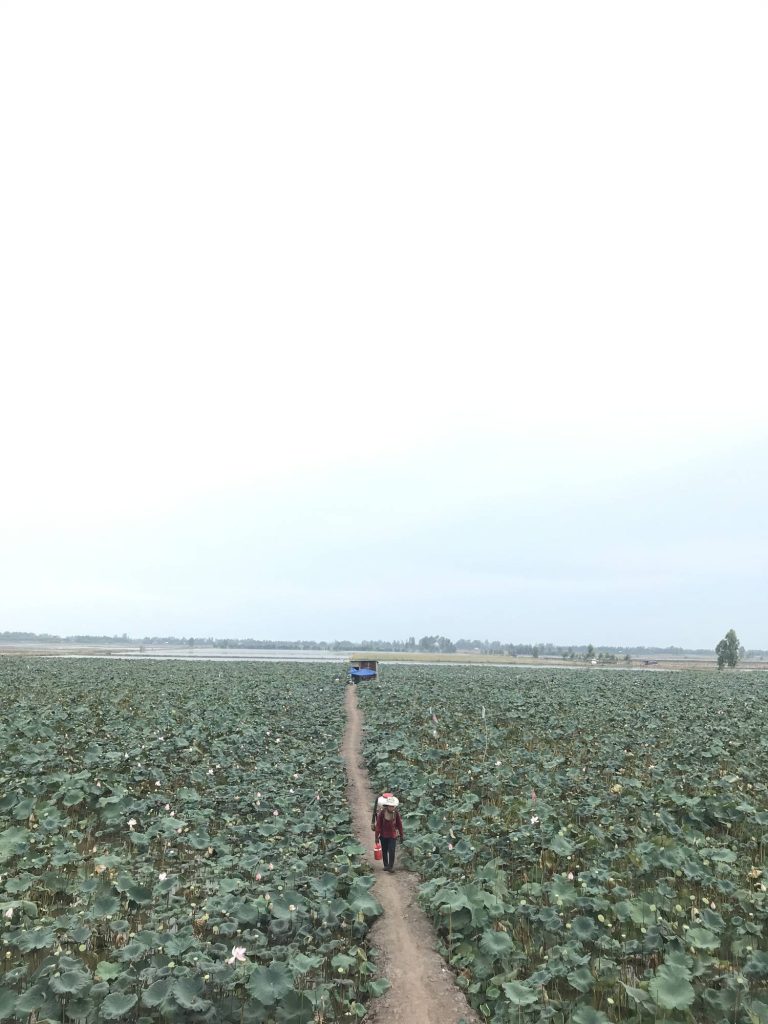 the flooded Tra Su mangrove forest — Cần Thơ – An Giang Adventure, mekongtodo real Mekong Delta tour