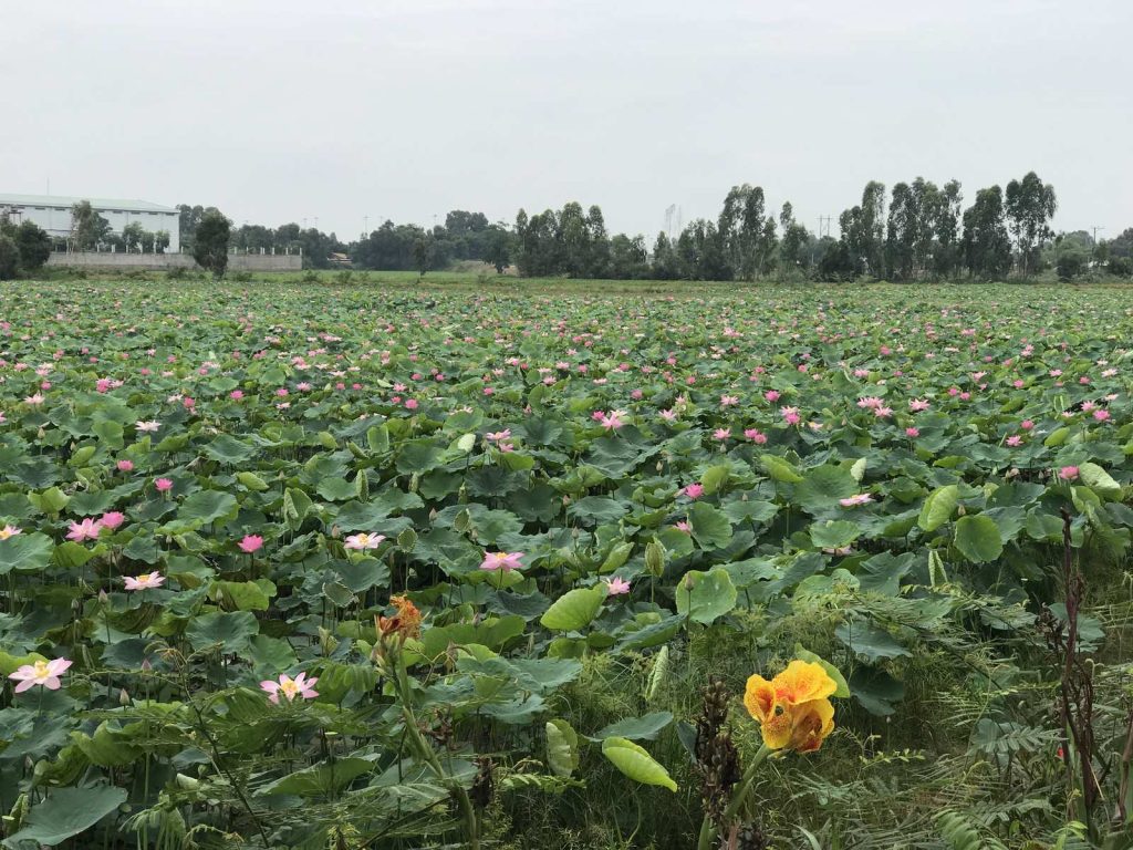 green rice fields along the village cycle route — Cần Thơ Authentic Day, mekongtodo real Mekong Delta tour